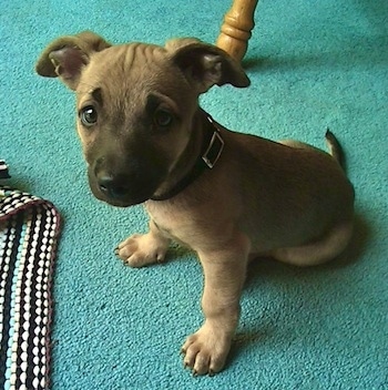 Miloh the Chipit puppy is sitting on a seafoam green carpet in front of a rug with a wooden chair behind him and looking at the camera holder